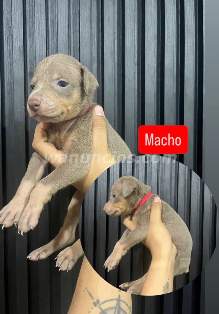 300 US$ - Cachorros de Raza Doberman Color de Piel Isabelino (Costa Sur) 5