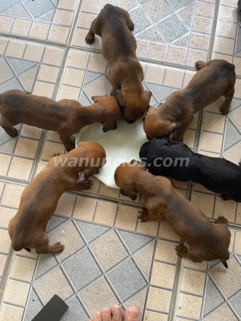 400 US$ - Cachorro de perros salchicha hembra de pelaje marron claro (San Antonio)