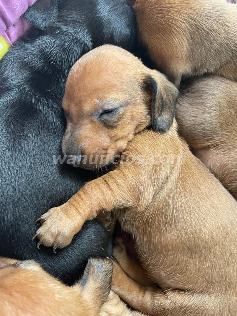 400 US$ - Cachorro de perros salchicha hembra de pelaje marron claro (San Antonio) 2