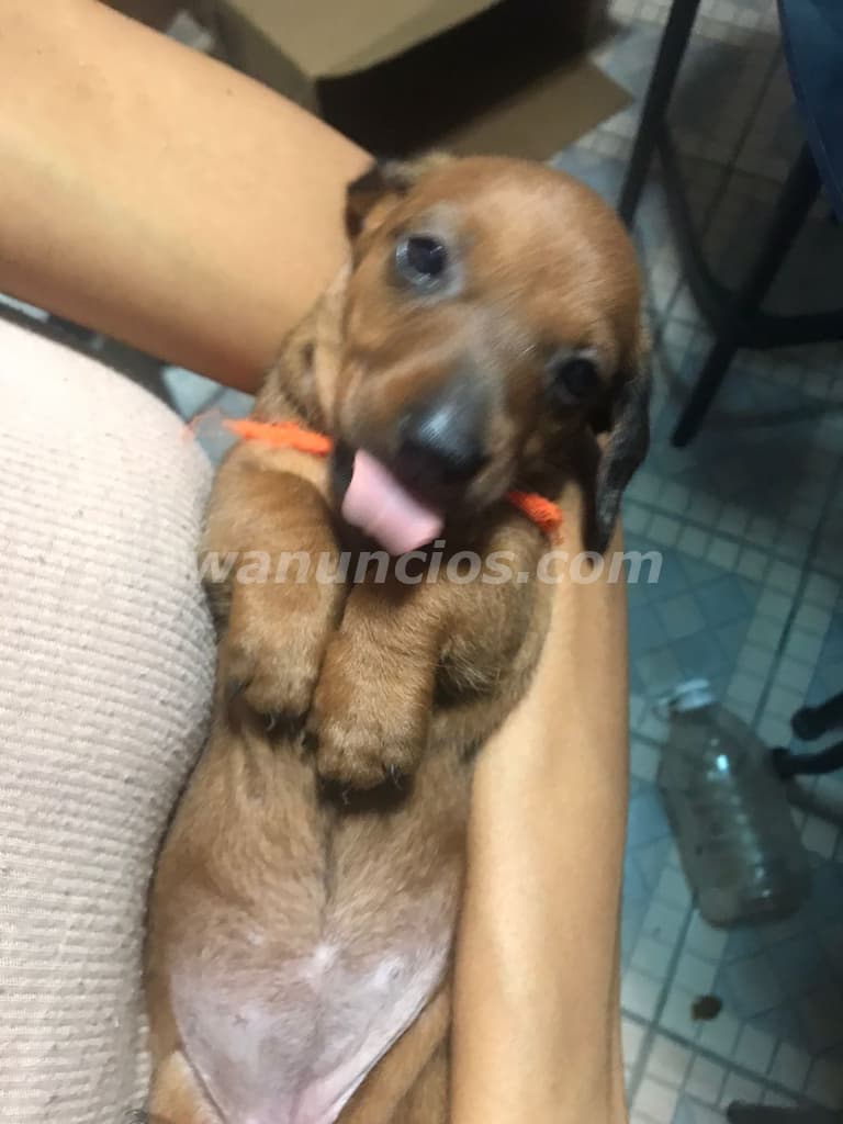 400 US$ - Cachorro de perros salchicha hembra de pelaje marron claro (San Antonio) 3
