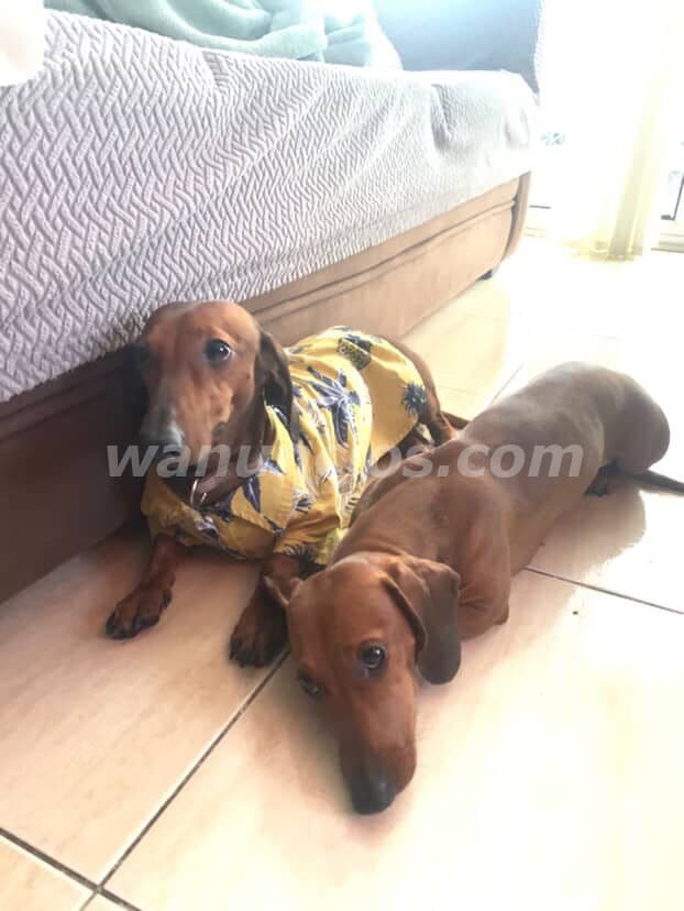 400 US$ - Cachorro de perros salchicha hembra de pelaje marron claro (San Antonio) 4