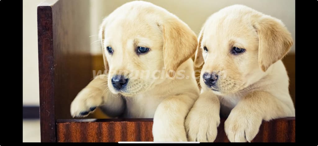 550 Balboas - Venta de cachorros raza labrador amarillo (Costa Verde)