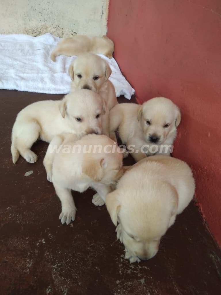 550 Balboas - Venta de cachorros raza labrador amarillo (Costa Verde) 2