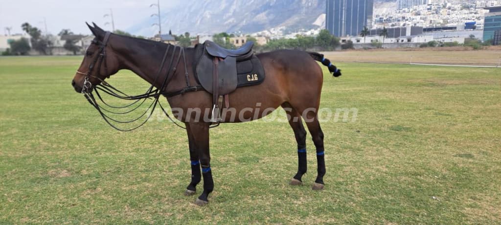 15.000 Pesos - HERMOSA YEGUA PURA SANGRE EXCELENTE OPORTUNIDAD (SAN PEDRO GARZA GARCIA)