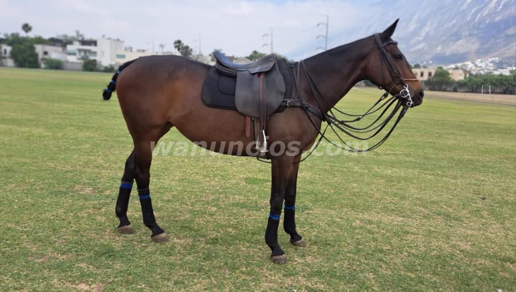 15.000 Pesos - HERMOSA YEGUA PURA SANGRE EXCELENTE OPORTUNIDAD (SAN PEDRO GARZA GARCIA) 2