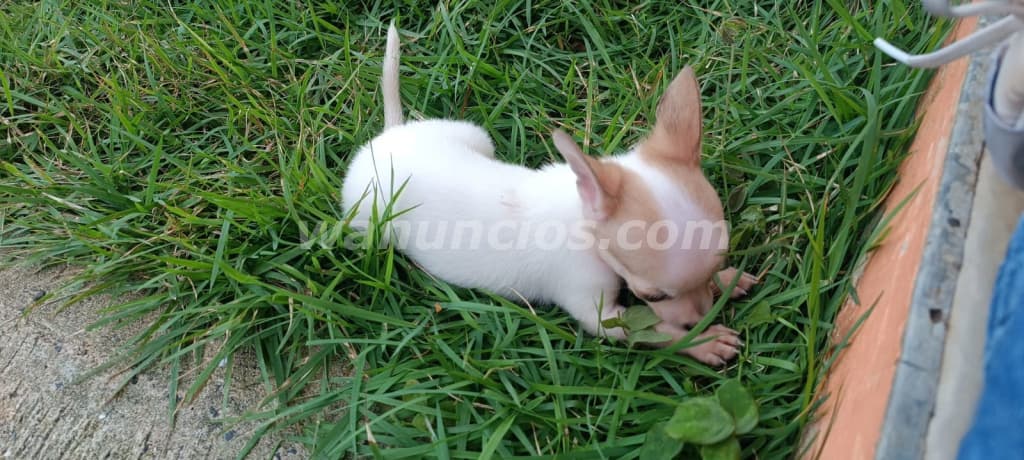 230 Balboas - Chihuahuas Machos vacunados con su control