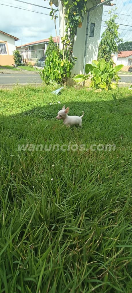 230 Balboas - Chihuahuas Machos vacunados con su control 2