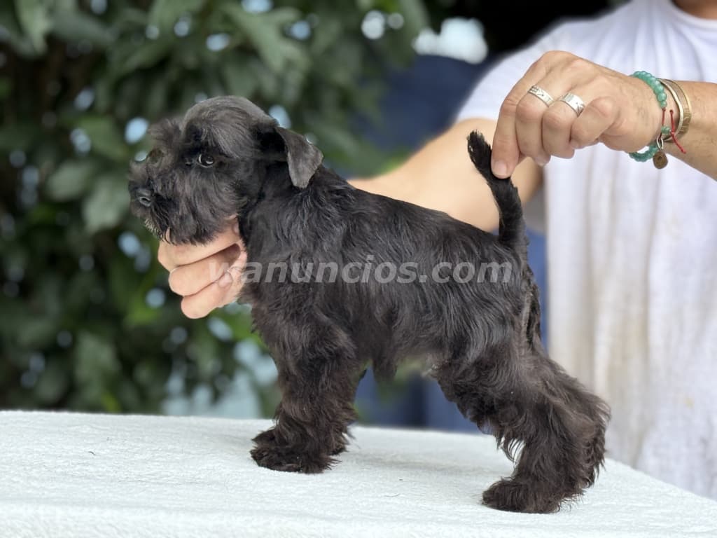 1 Colones - Schnauzer miniatura negro línea española