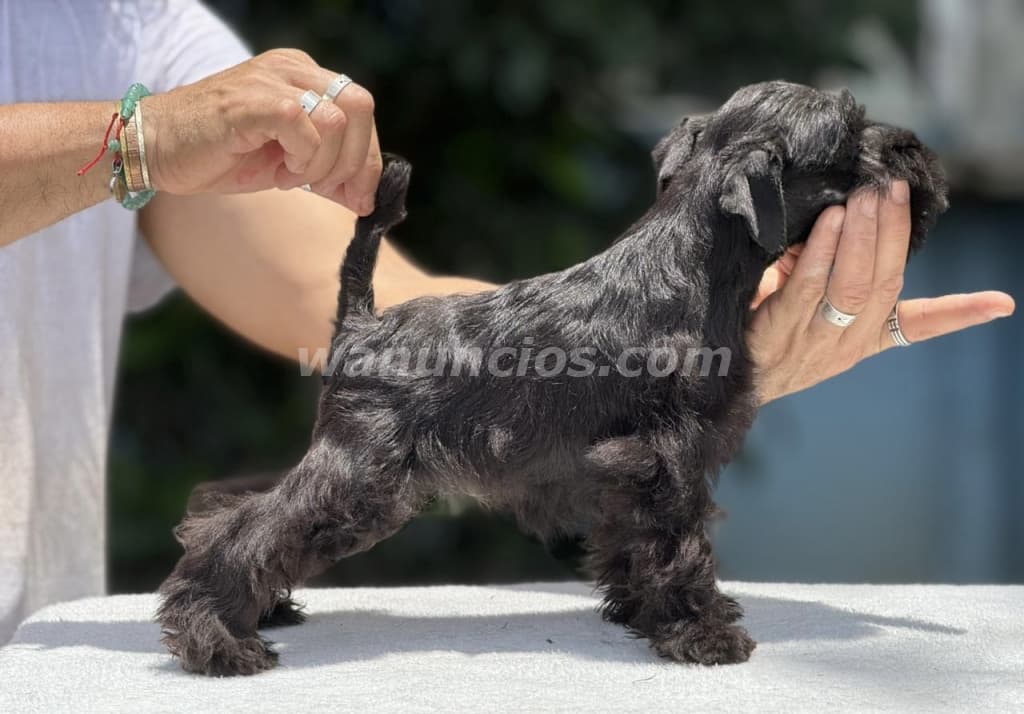 Schnauzer miniatura negro líneas españolas