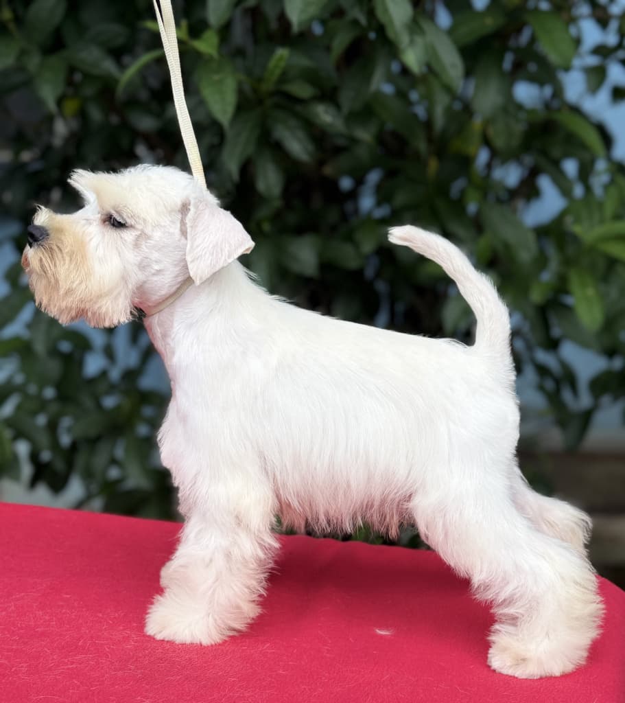 Schnauzer miniatura blanco línea española