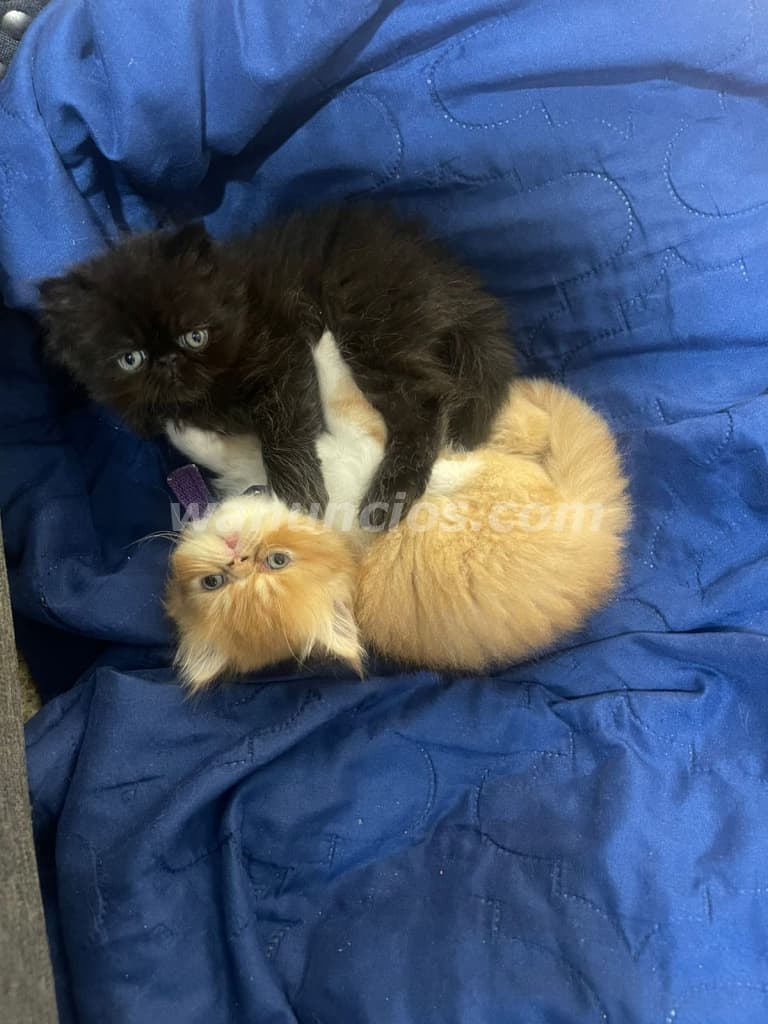 600 Balboas - Gato y gata PERSA PURO mama persa gris, papa persa hilimalayo (Panama)