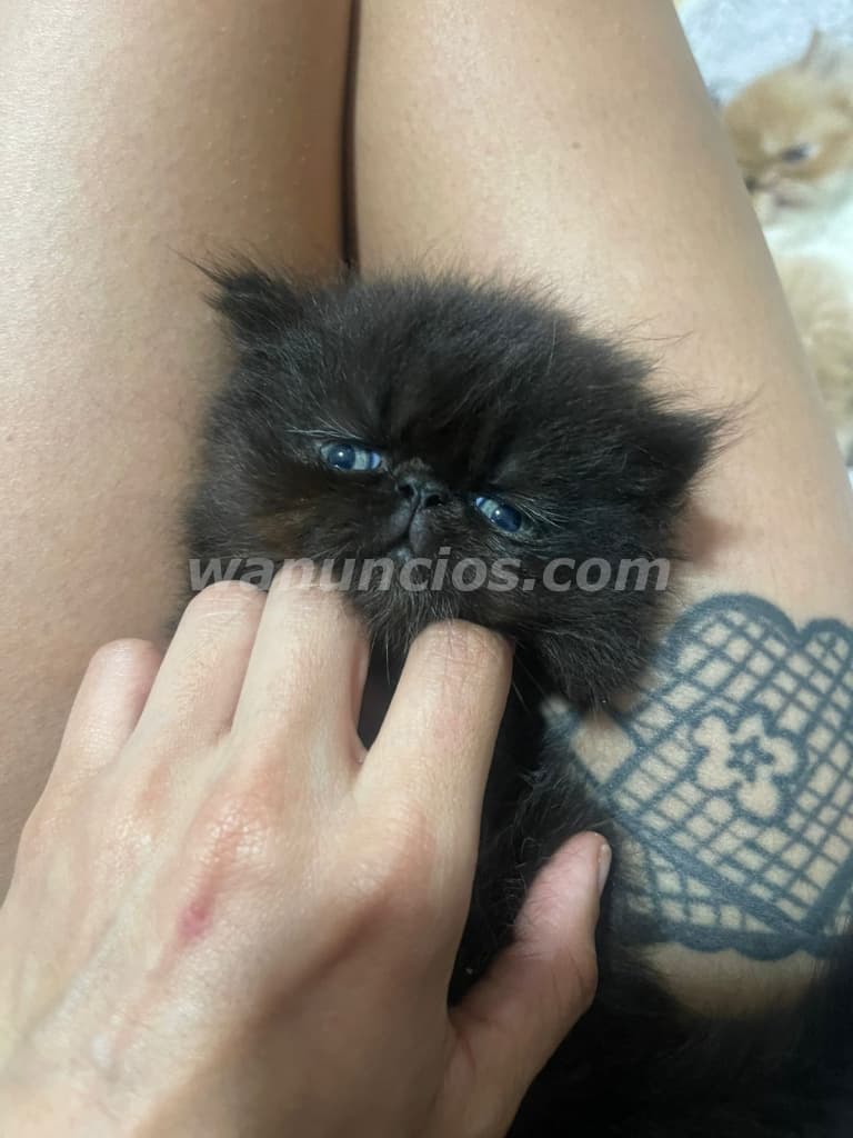 600 Balboas - Gato y gata PERSA PURO mama persa gris, papa persa hilimalayo (Panama) 2