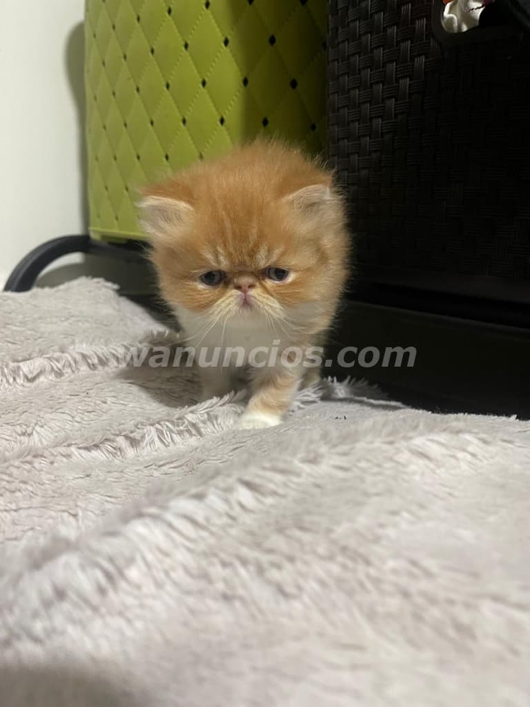 600 Balboas - Gato y gata PERSA PURO mama persa gris, papa persa hilimalayo (Panama) 3