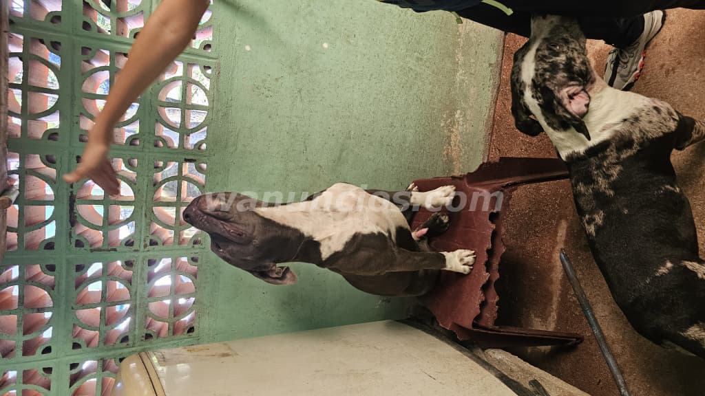 60 US$ - American bully, cabezones originales, por nacer (Santa ana) 2