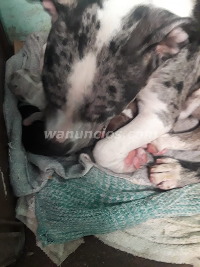 60 US$ - American bully, cabezones originales, por nacer (Santa ana) 3