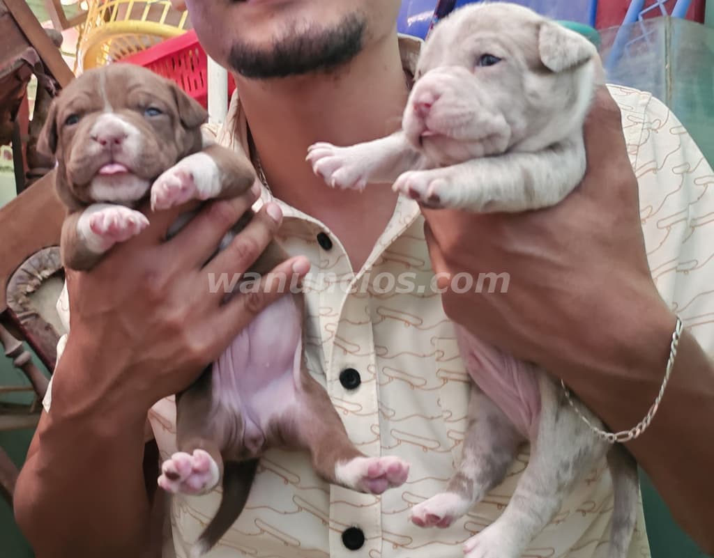 60 US$ - American bully, cabezones originales, por nacer (Santa ana) 4