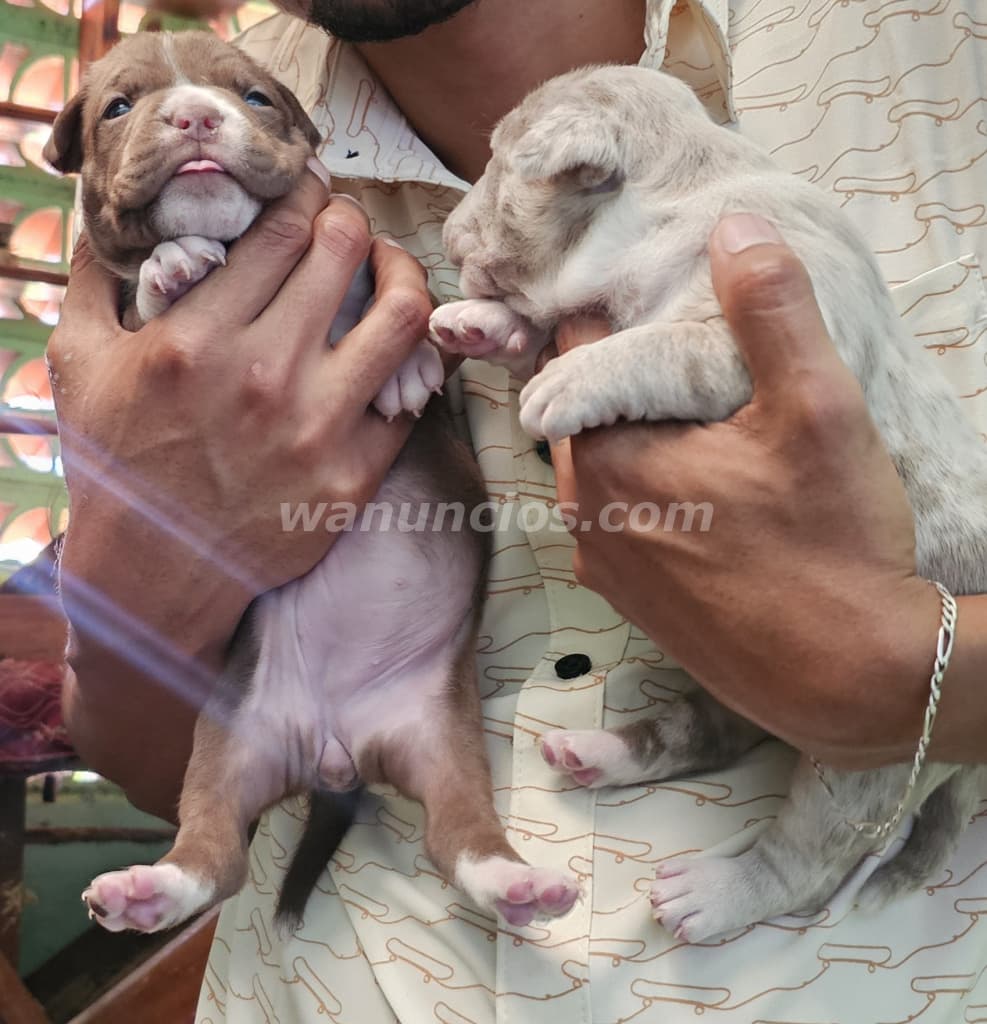 60 US$ - American bully, cabezones originales, por nacer (Santa ana) 5