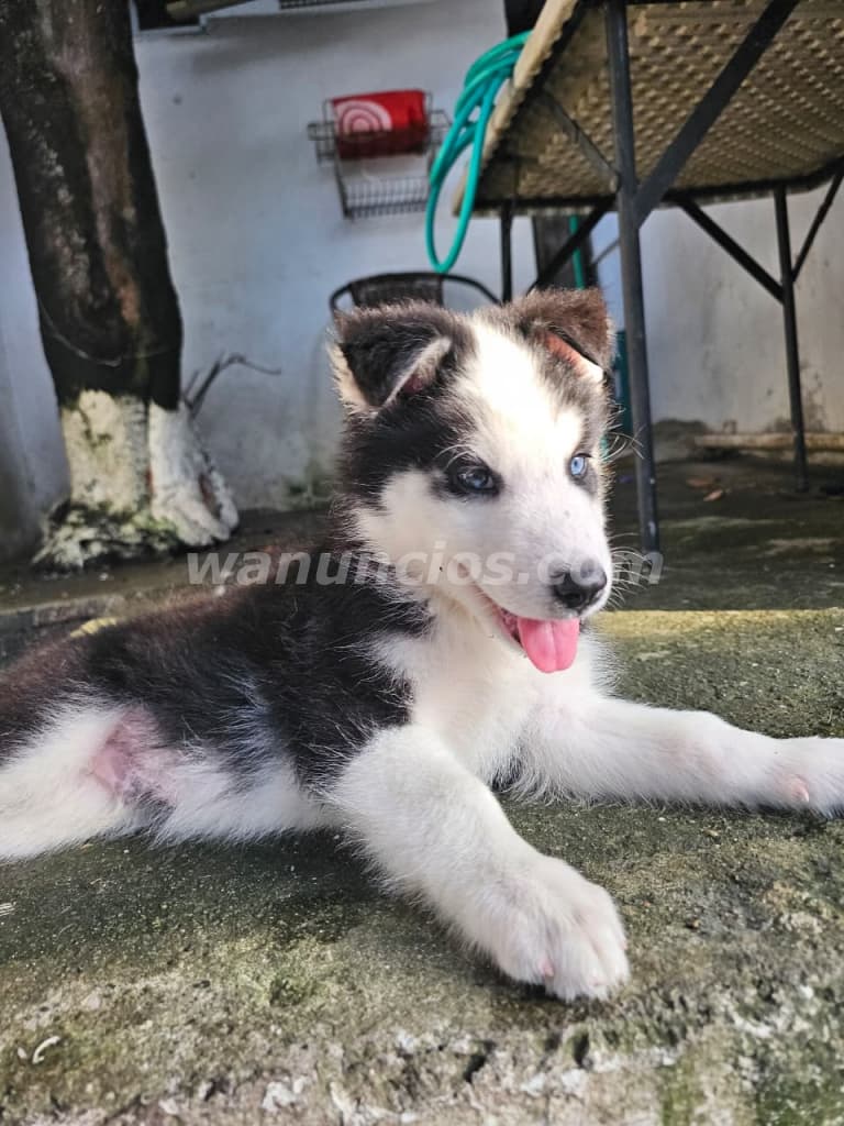 500 US$ - Vendo cachorros husky, 2 meses, vacunados y desparasitados (Panamá, Pueblo nuevo)