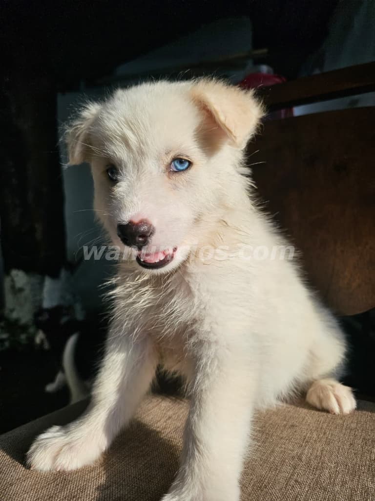 500 US$ - Vendo cachorros husky, 2 meses, vacunados y desparasitados (Panamá, Pueblo nuevo) 2