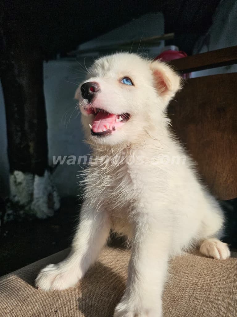 500 US$ - Vendo cachorros husky, 2 meses, vacunados y desparasitados (Panamá, Pueblo nuevo) 3