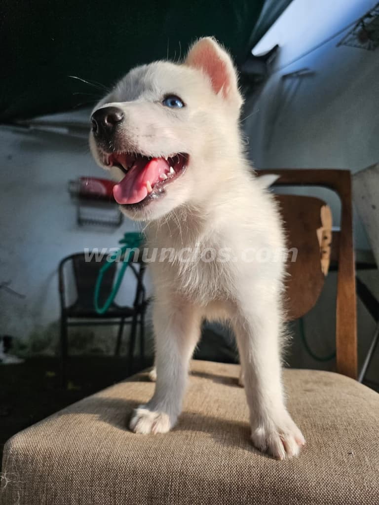 500 US$ - Vendo cachorros husky, 2 meses, vacunados y desparasitados (Panamá, Pueblo nuevo) 4