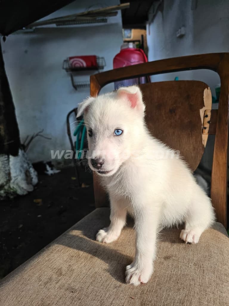 500 US$ - Vendo cachorros husky, 2 meses, vacunados y desparasitados (Panamá, Pueblo nuevo) 5