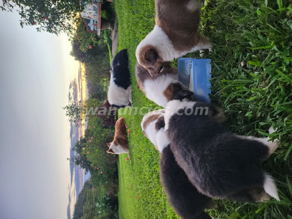 500 US$ - Pastor Collie (lassie) 5 cachorros todos macho (Miraflor)