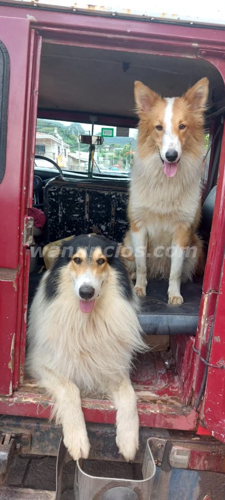 500 US$ - Pastor Collie (lassie) 5 cachorros todos macho (Miraflor) 2