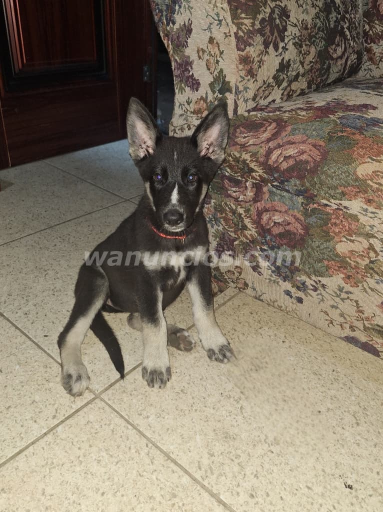 200 US$ - Cachorros de 2 meses y medio listos para ir a su nuevo hogar (Bugaba)