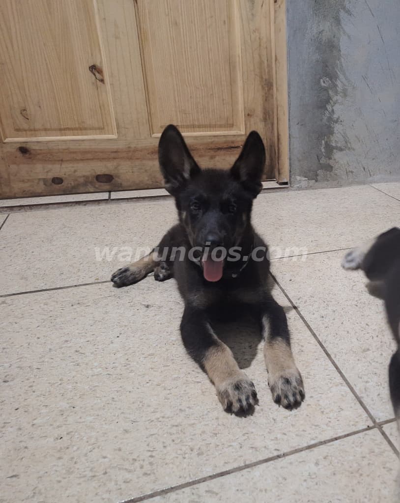200 US$ - Cachorros de 2 meses y medio listos para ir a su nuevo hogar (Bugaba) 2
