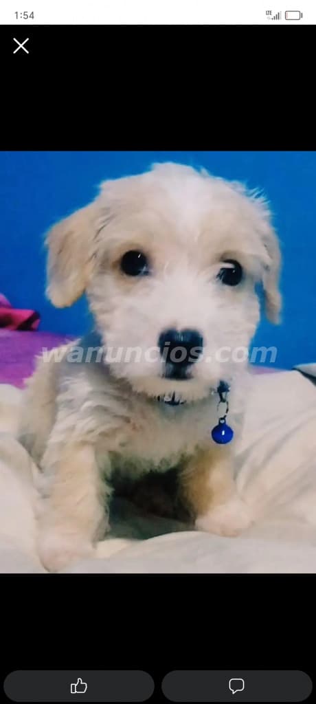 350 US$ - Frech podle mini toy juguetón amoroso bien lindo cachorritoso (Panamá)