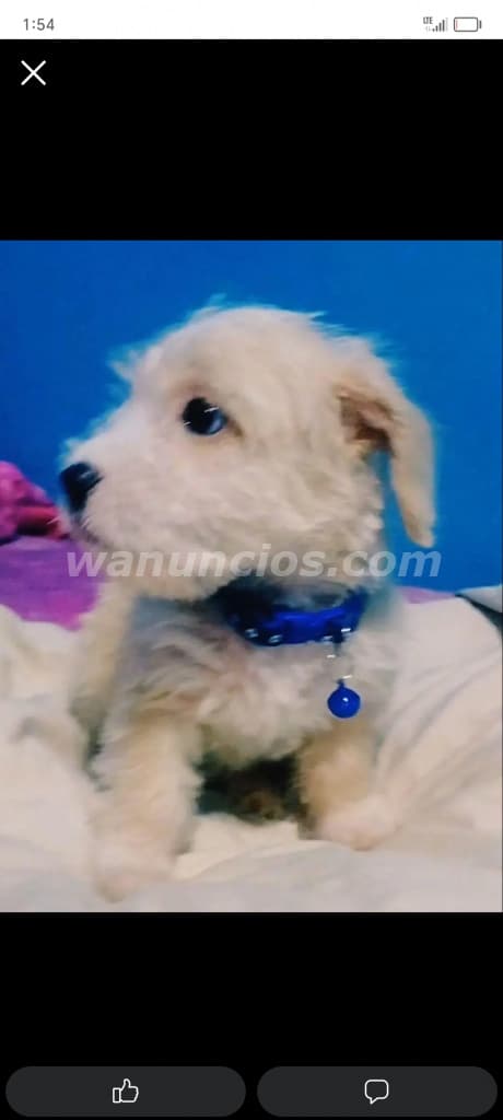 350 US$ - Frech podle mini toy juguetón amoroso bien lindo cachorritoso (Panamá) 2