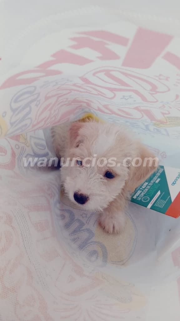 350 US$ - Podle mini toy juguetón amoroso bien lindo cachorritoso (Arraiján)