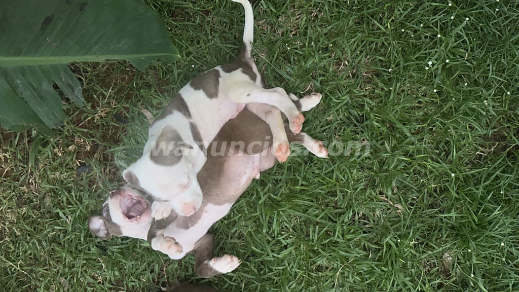 200 US$ - Cachorros pitbull 100% 1 mes y medio vacunados (Panama oeste la chorrera)