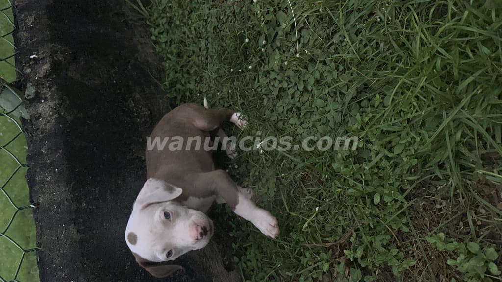 200 US$ - Cachorros pitbull 100% 1 mes y medio vacunados (Panama oeste la chorrera) 2