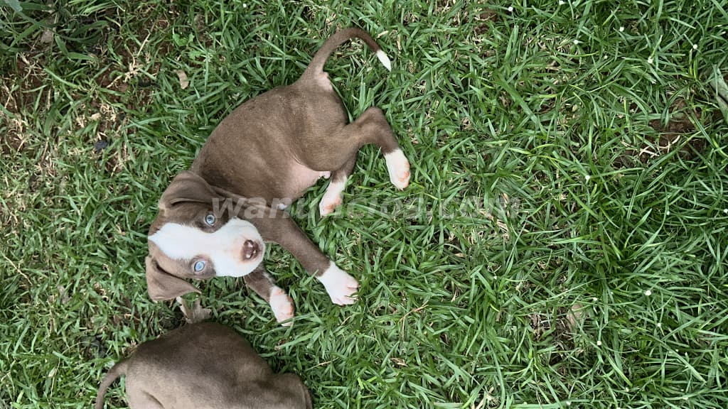 200 US$ - Cachorros pitbull 100% 1 mes y medio vacunados (Panama oeste la chorrera) 3