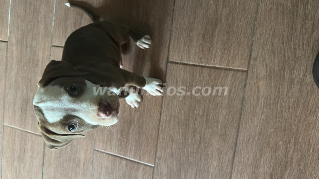 200 US$ - Cachorros pitbull 100% 1 mes y medio vacunados (Panama oeste la chorrera) 4