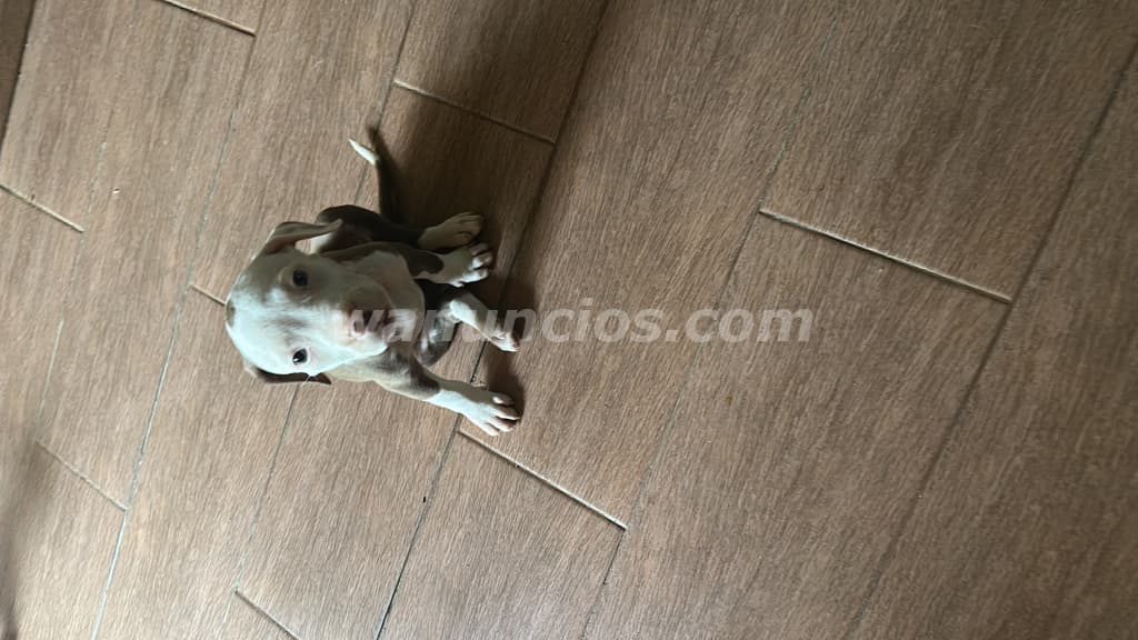 200 US$ - Cachorros pitbull 100% 1 mes y medio vacunados (Panama oeste la chorrera) 5