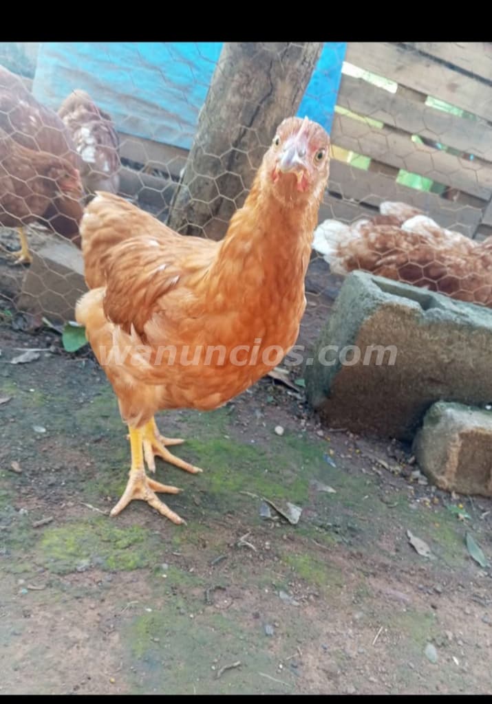 8 US$ - Venta de gallinas ponedoras para postura (Natá, Aguadulce)