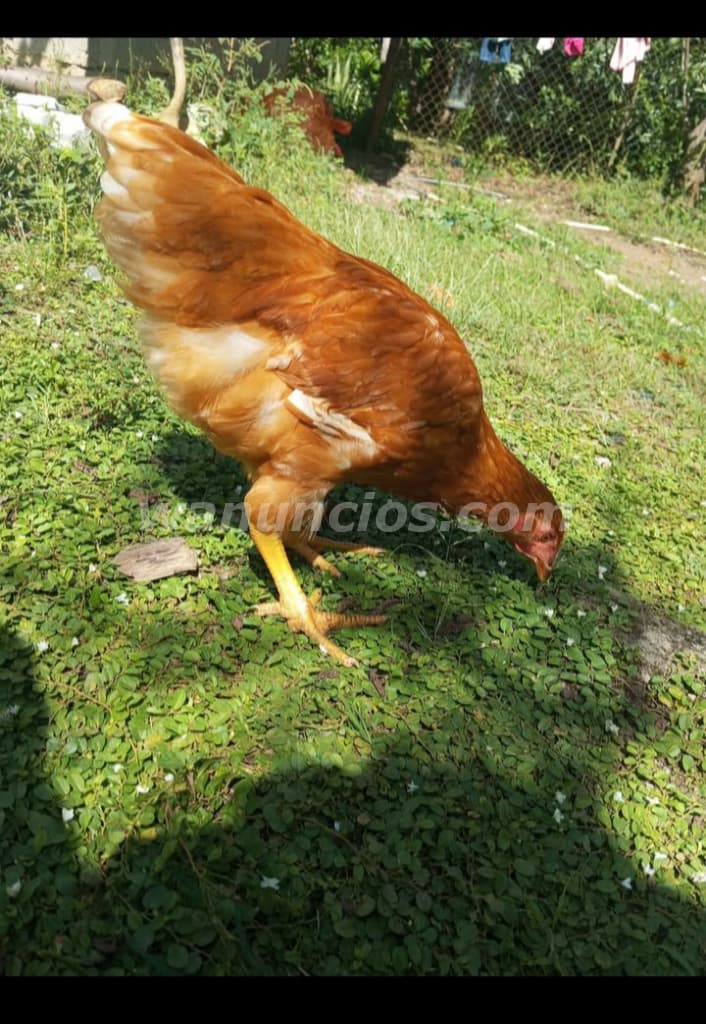 8 US$ - Venta de gallinas ponedoras para postura (Natá, Aguadulce) 2