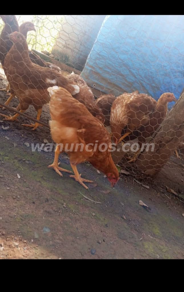8 US$ - Venta de gallinas ponedoras para postura (Natá, Aguadulce) 3