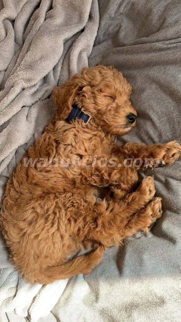 2.000 US$ - Cachorros Goldendoodle de Alta Calidad Raza: Goldendoodle F1bb (Rio Hato)