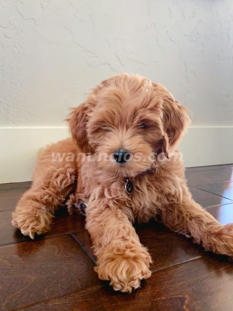 2.000 US$ - Cachorros Goldendoodle de Alta Calidad Raza: Goldendoodle F1bb (Rio Hato) 2
