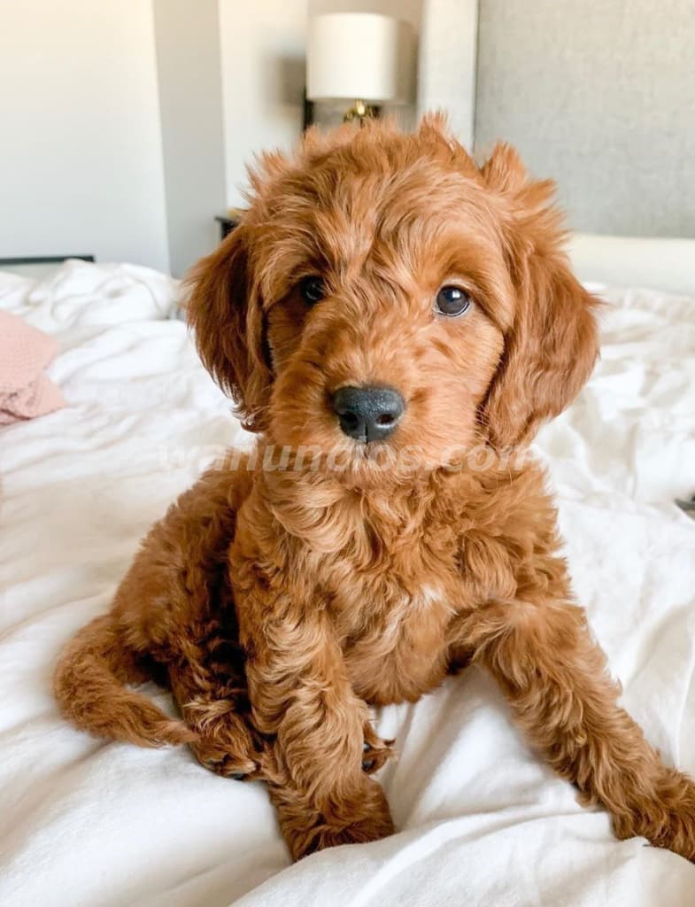 2.000 US$ - Cachorros Goldendoodle de Alta Calidad Raza: Goldendoodle F1bb (Rio Hato) 3