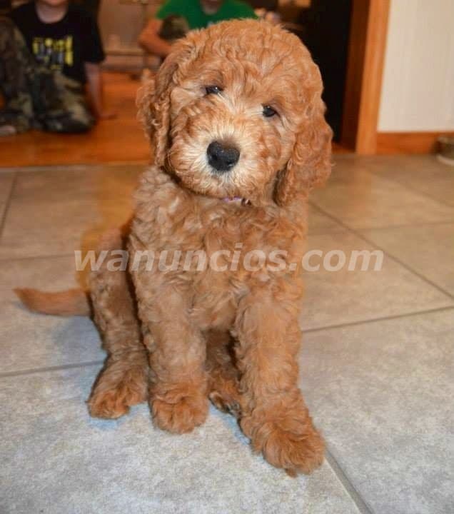 2.000 US$ - Cachorros Goldendoodle de Alta Calidad Raza: Goldendoodle F1bb (Rio Hato) 4