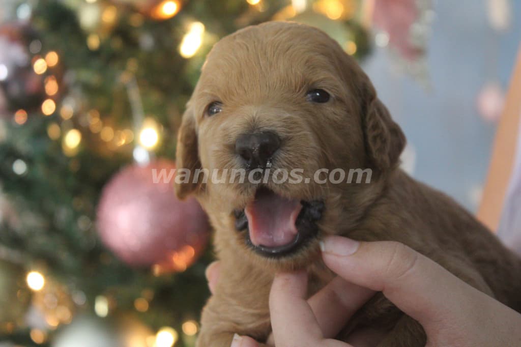 2.000 US$ - Cachorros Goldendoodle de Alta Calidad Raza: Goldendoodle F1bb (Rio Hato) 5