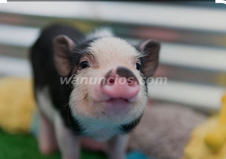 100 US$ - Vendo minipig a $100.00 muy bellos que son (San Salvador y La Libertad)