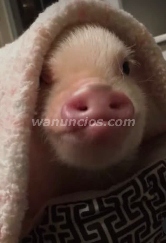 100 US$ - Vendo minipig a $100.00 muy bellos que son (San Salvador y La Libertad) 2