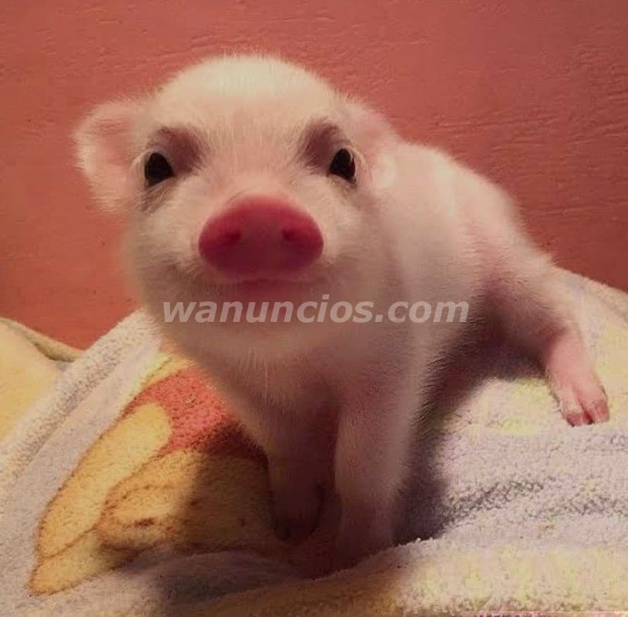 100 US$ - Vendo minipig a $100.00 muy bellos que son (San Salvador y La Libertad) 3