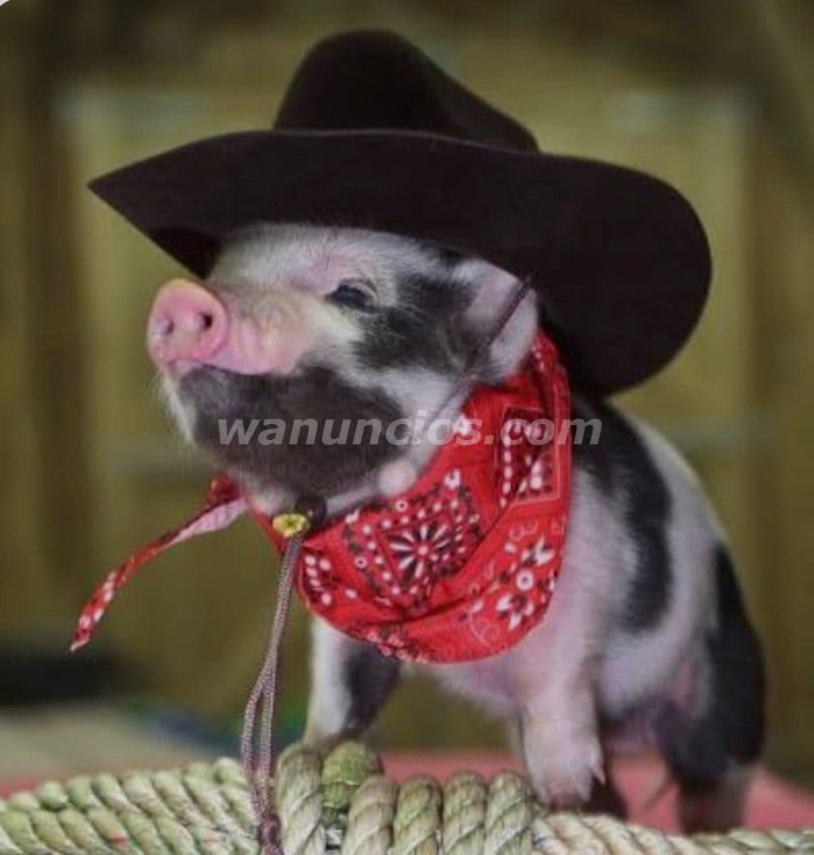 100 US$ - Vendo minipig a $100.00 muy bellos que son (San Salvador y La Libertad) 4